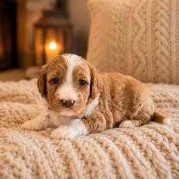 Charlotte - Red  female Goldendoodle puppy in Floyd, Virginia from Hearts and Paws Poodles and Doodles