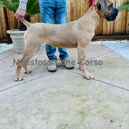 Athena - Cane Corso