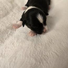 Tucker - Black and white male Havanese puppy in Trinity, Alabama from Tooties Cuties Havanese