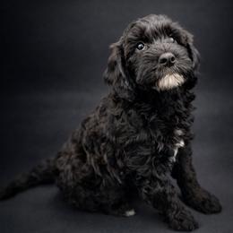 Red - Sable male Goldendoodle puppy in Byron, Georgia from Southern Olive Doodles 🫒