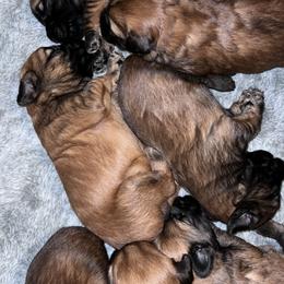 Boy 2 - male Soft Coated Wheaten Terrier puppy in Phoenix, Arizona from Arizona Desert Gold Wheatens