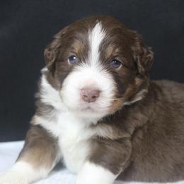Harry - Red tri-color male Miniature American Shepherd puppy in Lewistown, Ohio from Maple Lane Miniature American Shepherd