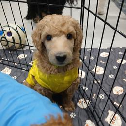 Yellow - Apricot male Poodle puppy in Big Rapids, Michigan from Meeker's Ridge Standard Poodles