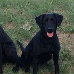 English Cocker Spaniels and Labrador Retrievers from Rosebriar Kennel