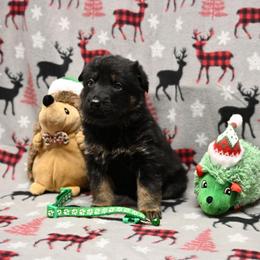 Green collar - Bi-color male German Shepherd puppy in Ramsey, Illinois from Haus-Farr German Shepherds