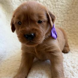 Cinnamon - Girl - Dark golden female Golden Retriever puppy in La Verne, California from 4LoveofGoldens