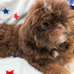 Cove - Liver male Shih Tzu puppy in Russellville, Kentucky from The Patriot Tzu