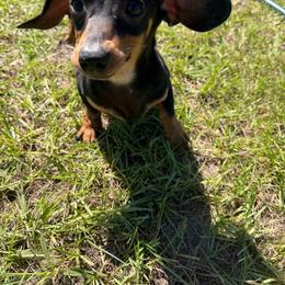 Sully - Black and tan male Dachshund puppy in Waycross, Georgia from Southern Paws