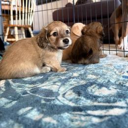 Dachshund Puppies from SWEET HONEY MINI DOXXIES