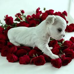 Blossom - White female Maltese puppy in Mooresville, North Carolina from Clearview Canines