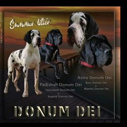 Great Dane and Pug Puppies from Viking Kennel