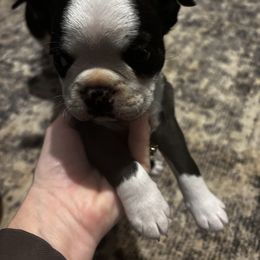 Specific Male - Black and white male Boston Terrier puppy in Mc Donough, Georgia from Ballard Boston Terriers