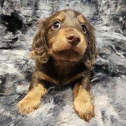 Bear - Chocolate and tan male Dachshund puppy in Tampa, Florida from Deep Space Dachs