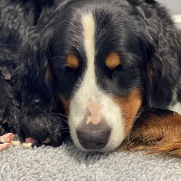 Elsa - Bernese Mountain Dog