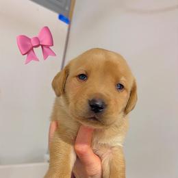 YELLOW FEMALE (pink) - Yellow female Labrador Retriever puppy in Summit, South Carolina from Southern Pine Labradors