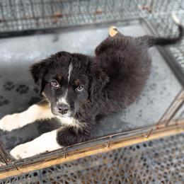 Sterling (green) - Black tri-color male Australian Shepherd puppy in Okeechobee, Florida from Rothsolid Puppies