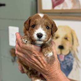 Miranda - Red  female Goldendoodle puppy in Wharton, Texas from Little Fur Friends