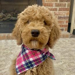 Australian Labradoodles, Labrador Retrievers, and Poodles from Laird Farms