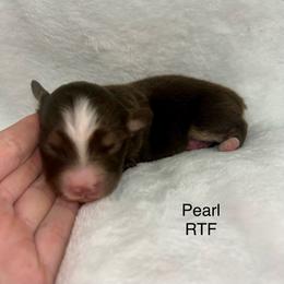 Pearl - Red tri female Miniature Australian Shepherd puppy in Roseville, California from Golden State Mini Aussies