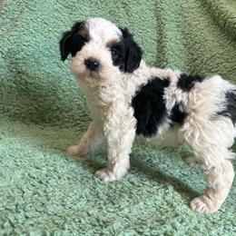 Kristoff - Parti male Poodle puppy in Loretto, Tennessee from K Kountry Farm
