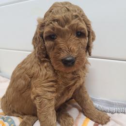 Red  Collar - Red  female Poodle puppy in Colorado Springs, Colorado from Silly's Standard Poodles