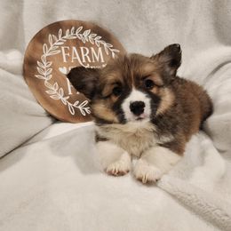 Waylon - Sable American Corgi puppy in Colorado from Wigglebutts Ranch Corgis