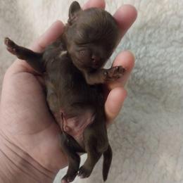 Theo - Chocolate male Shih Tzu puppy in Arcadia, Florida from Kitsune Cuddles and kisses