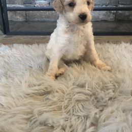 Poodle Puppies from Southern Standards Standard Poodles