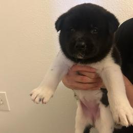 Red girl 2 - Black female Akita puppy in Las Vegas, Nevada from Ishikawa Akita's
