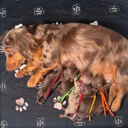 AKC Autumn (Red) - Dapple female Dachshund puppy in Cherry Valley, California from Sugar and Spice Dachshunds