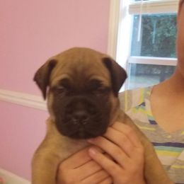 Bullmastiff Puppies from Faulkner Bullmastiffs