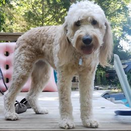 Delilah - Goldendoodle