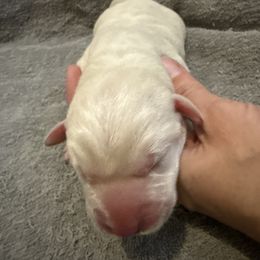 Boy 1 - Yellow male Labrador Retriever puppy in Isanti, Minnesota from Four Corners Family Labs