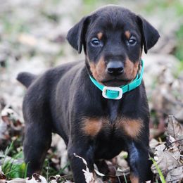 Jekyll - Black and rust male Doberman Pinscher puppy in Winchester, Ohio from 32 Farms