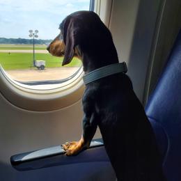 Orville - Dachshund