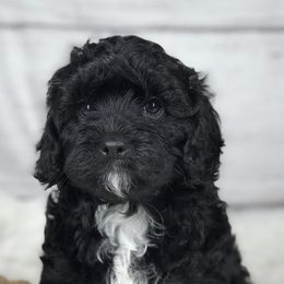 Bernese Mountain Dogs and Cavapoos from Evergreen Berners