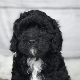 Bernese Mountain Dogs and Cavapoos from Evergreen Berners
