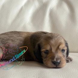 Nebula - Cream female Dachshund puppy in Peyton, Colorado from Dachshund Universe