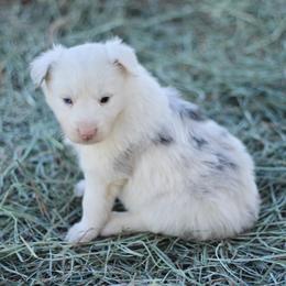 Milo - Blue merle male Border Collie puppy in Hesperus, Colorado from I&A Border Collies