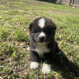 Denji go Winmont - Brindle male Japanese Akitainu puppy in Copperas Cove, Texas from Winmont Akitas