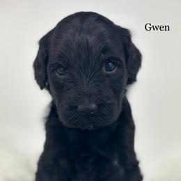Gwen - Black female Goldendoodle puppy in Milford, Indiana from Railway Acres Kennel