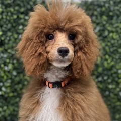 Poodles and Sheepadoodles from Exquisite Doodles