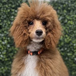 Poodles and Sheepadoodles from Exquisite Doodles