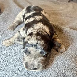 Benedict blue collar - Merle male Goldendoodle puppy in North Branch, Michigan from Graceful Miniature Goldendoodles