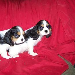 Cavalier King Charles Spaniel, Cocker Spaniel, and Xoloitzcuintli Puppies from Shasta Spots and Solids