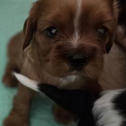 Mowgli - Ruby male Cavalier King Charles Spaniel puppy in South Haven, Michigan from Cavaliers of the 9 scared woods