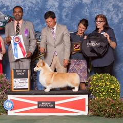 Pembroke Welsh Corgi All Grown Up from Foxwood Corgis