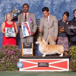 Pembroke Welsh Corgi All Grown Up from Foxwood Corgis