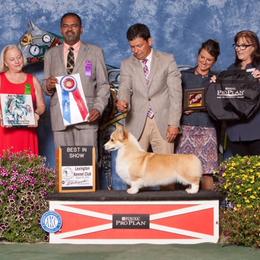 Pembroke Welsh Corgi All Grown Up from Foxwood Corgis