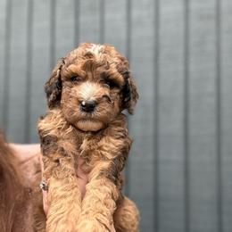 Glenn - Merle male Goldendoodle puppy in Jacksonville, Florida from Dandelion Doodles